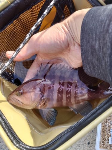 マハタの釣果