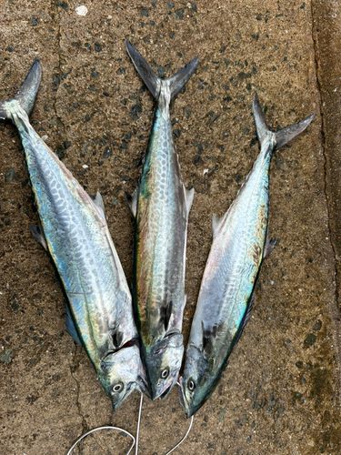 サゴシの釣果