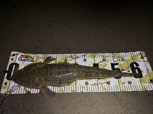 マゴチの釣果