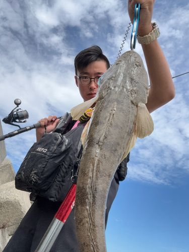 マゴチの釣果