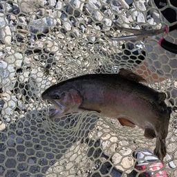 レインボートラウト