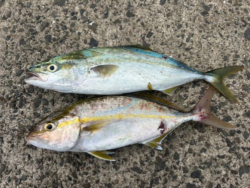 ネリゴの釣果