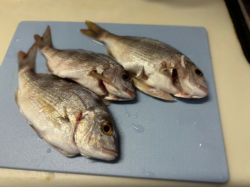 常滑りんくう釣り護岸