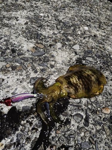 アオリイカの釣果