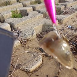 マゴチ