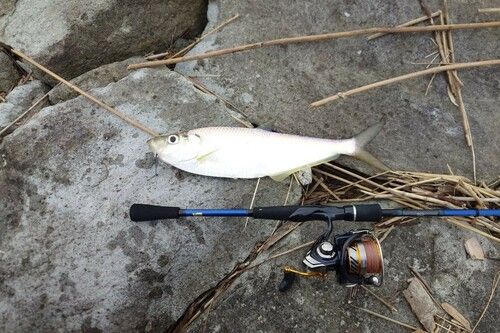 ヒラの釣果