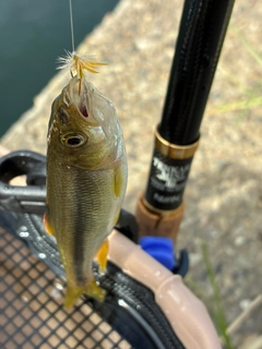 カワムツの釣果