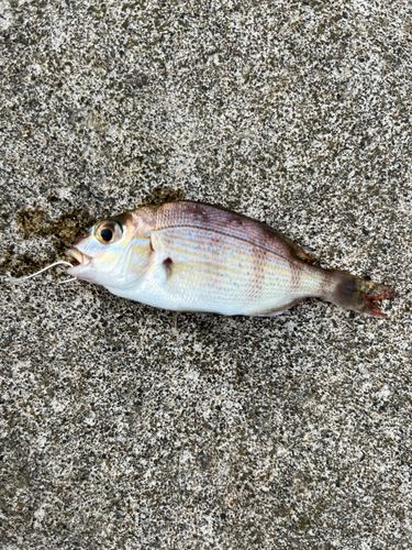 タイの釣果