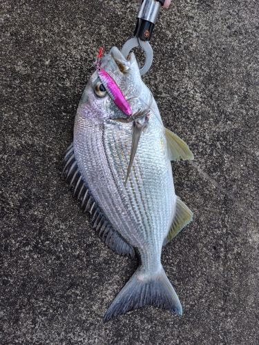 ヘダイの釣果