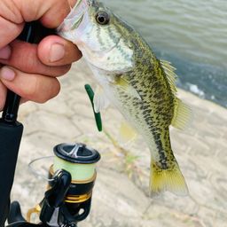 ラージマウスバス