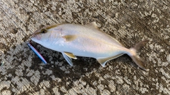 カンパチの釣果