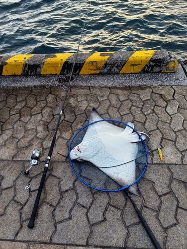 エイの釣果