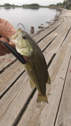 ラージマウスバスの釣果