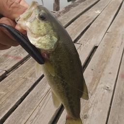 ラージマウスバス