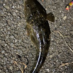 マゴチ