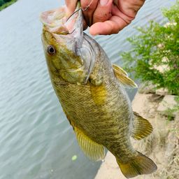 スモールマウスバス