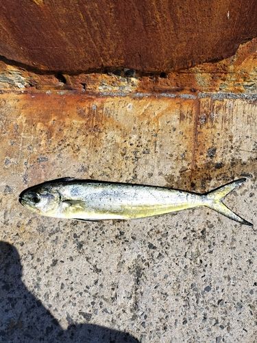 シイラの釣果