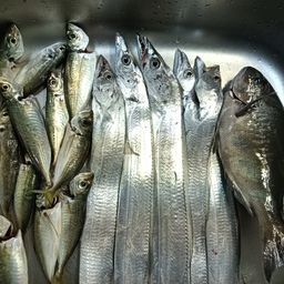 タチウオ