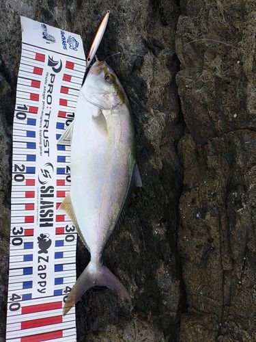シオの釣果
