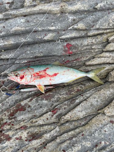 ツバスの釣果