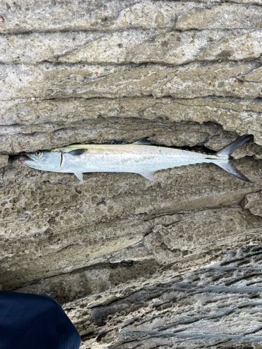 サゴシの釣果
