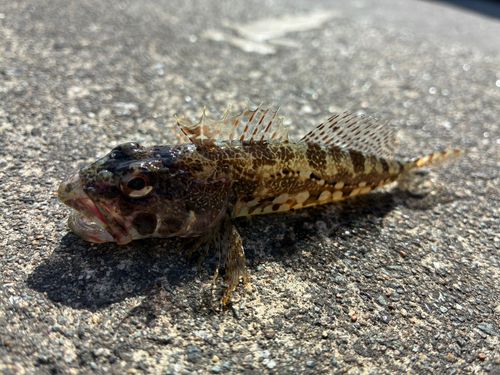 アナハゼの釣果