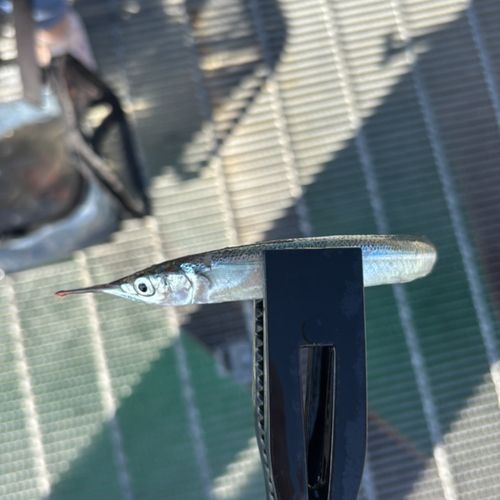 サヨリの釣果