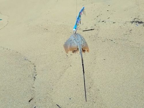 エイの釣果