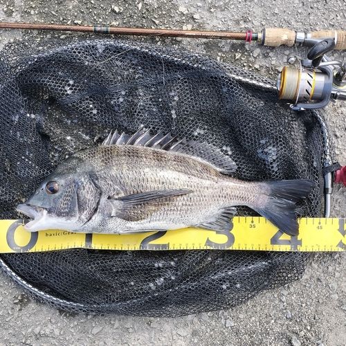 クロダイの釣果
