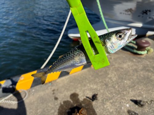 サバの釣果