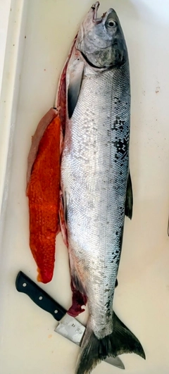 シロザケの釣果