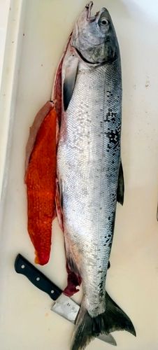 シロザケの釣果