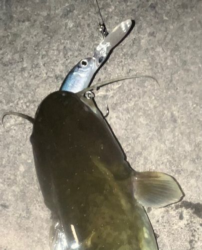ニホンナマズの釣果