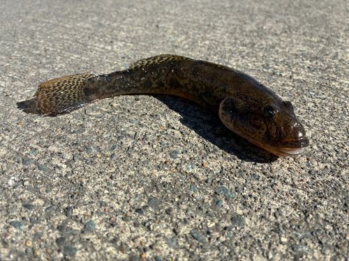 マハゼの釣果