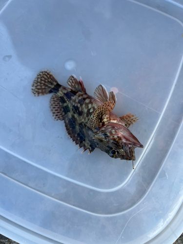 カサゴの釣果