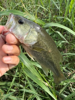 ラージマウスバスの釣果