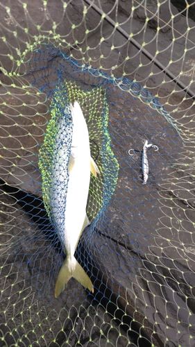 ヤズの釣果