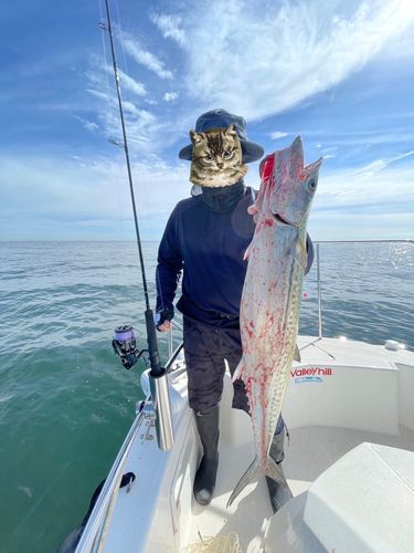 サゴシの釣果