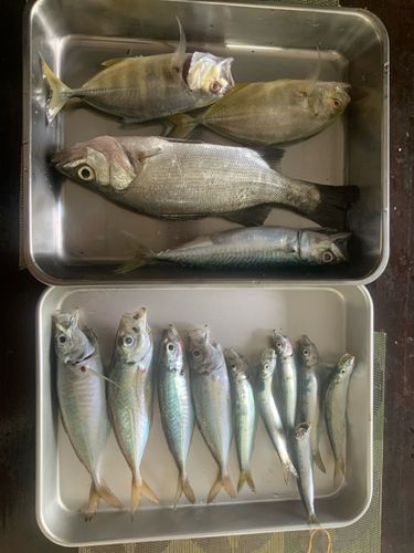 イワシの釣果