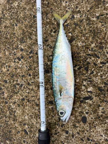 サバの釣果