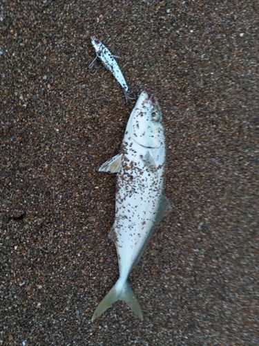 コゾクラの釣果