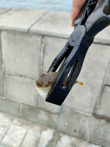クサフグの釣果