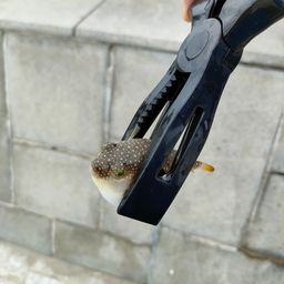 クサフグ