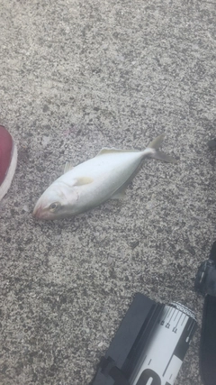 シオの釣果