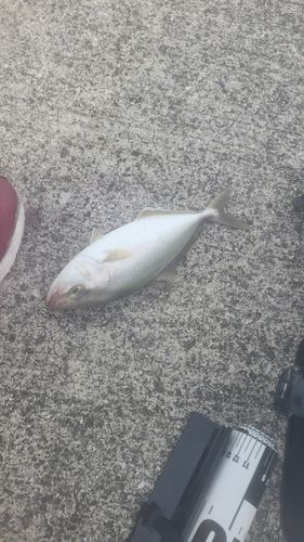 シオの釣果