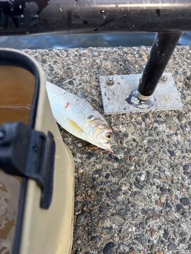 コノシロの釣果