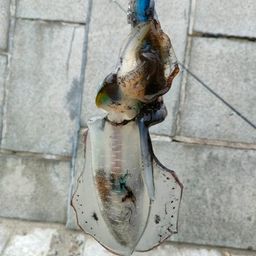 アオリイカ