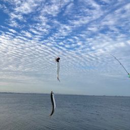 カタクチイワシ