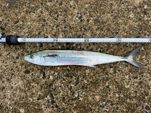 サゴシの釣果