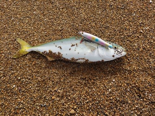 コゾクラの釣果